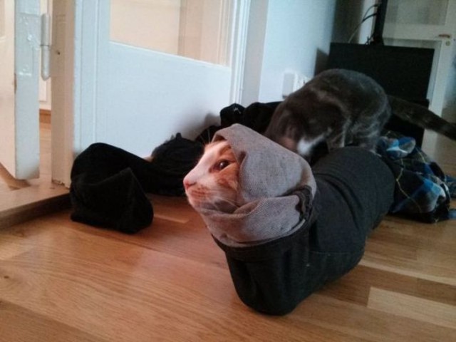Коты и Кошки