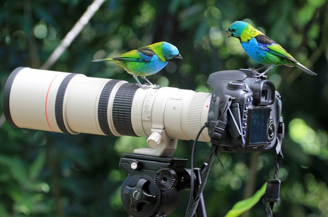 Дикие компаньоны фотографа-натуралиста