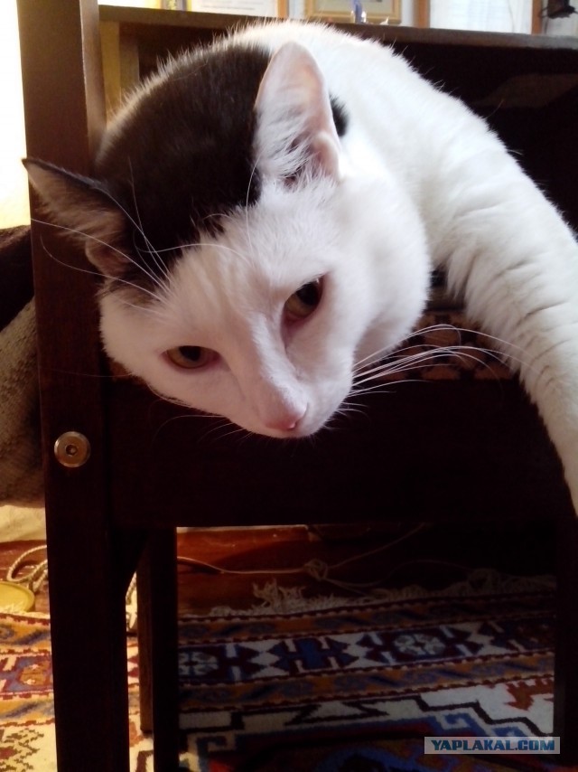 Котовторник 16.01.2018