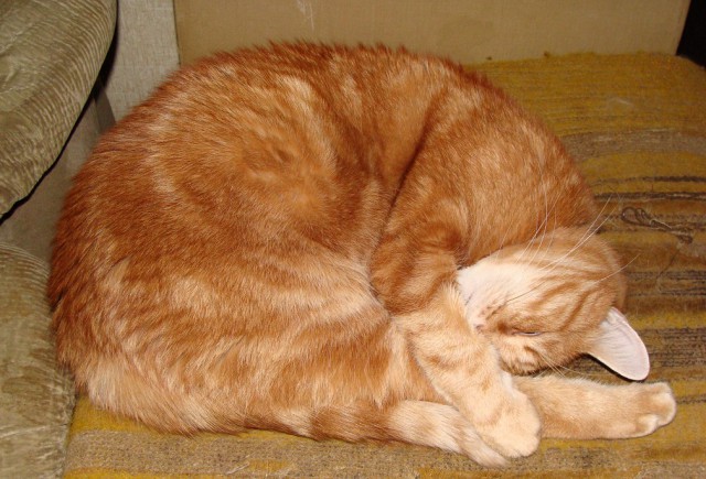 Котовторник 27.03.2018