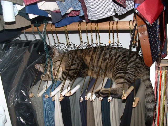 Прикольных котов пост