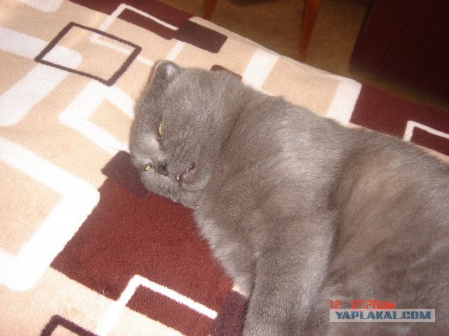 Котовторник ждали? А вот и он!