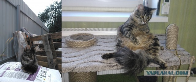 Котовторник 19.06.2018