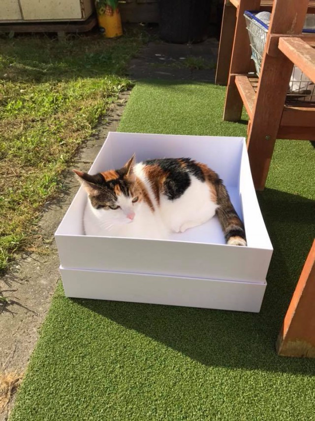 Котовторник 24.07.2018
