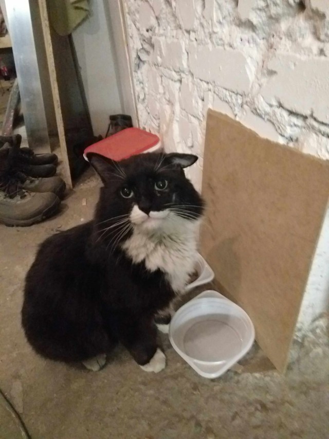 Боевые коты