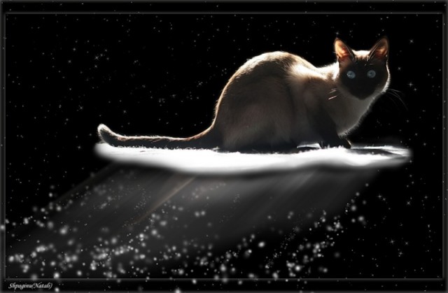 Котейкин вторник! Космический 12.04!