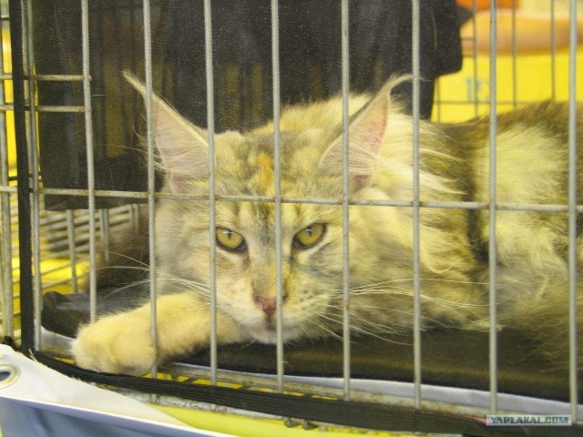 Котовторник