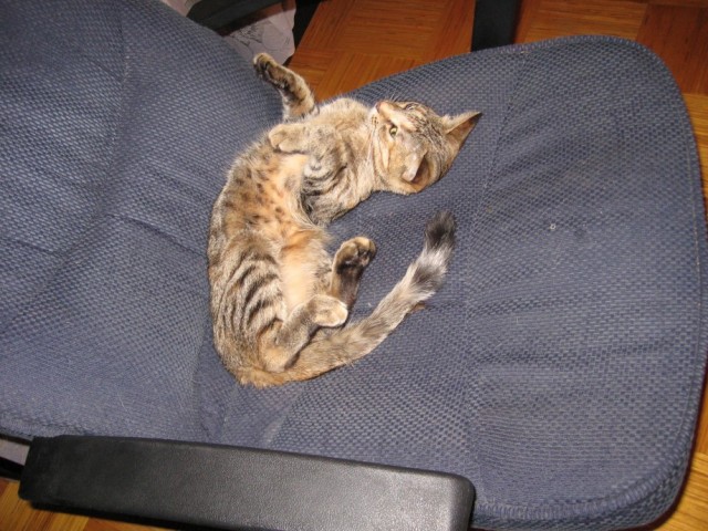 Сонный Котовторник
