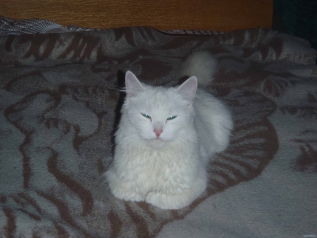 Котовторник!