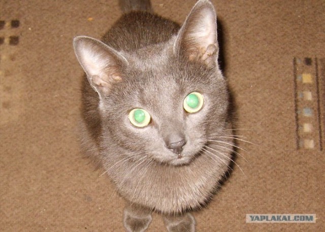 Котовторник 06.12.2011