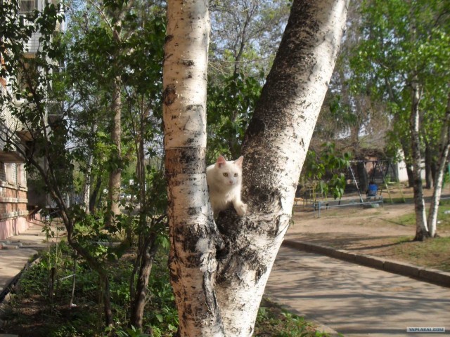 Котовторник 20.12.2011