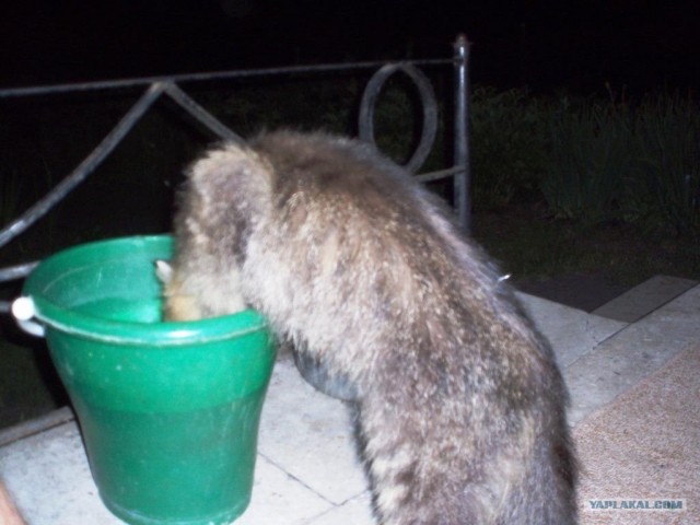 Котовторник (07.02.2012)