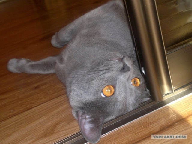 Котовторник 24.04.2012