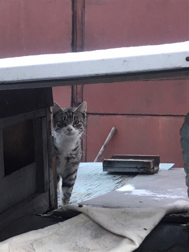 Прикольных котов пост