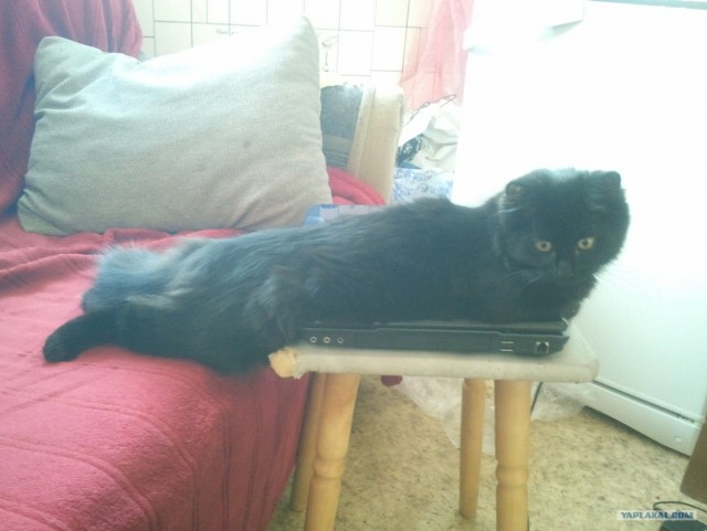 Котовторник (15.05.2012)