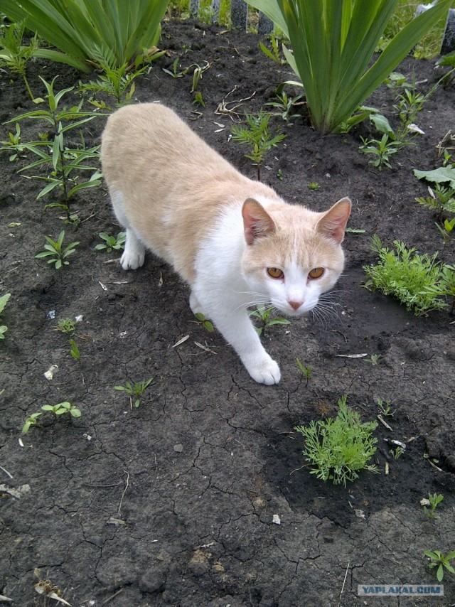 Котовторник   5.06.2012