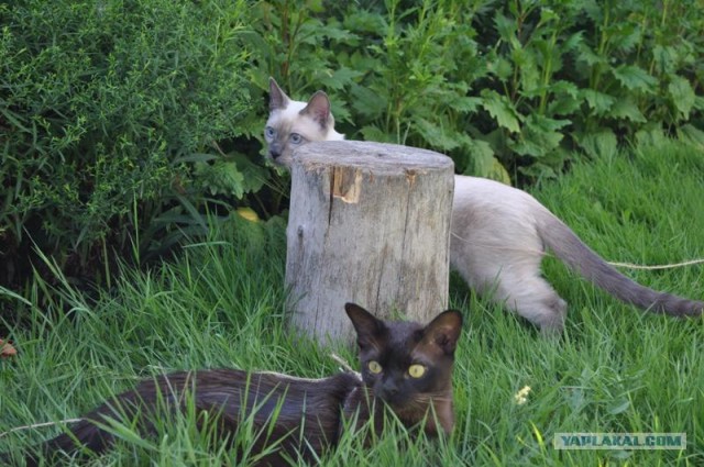 Котовторник  17.07.2012