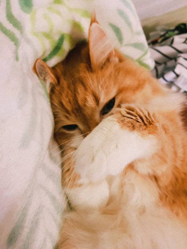 Котовторник 30.04.2019.