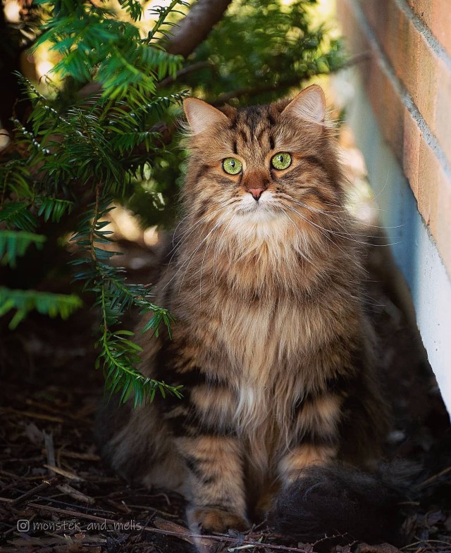 Котовторник однако