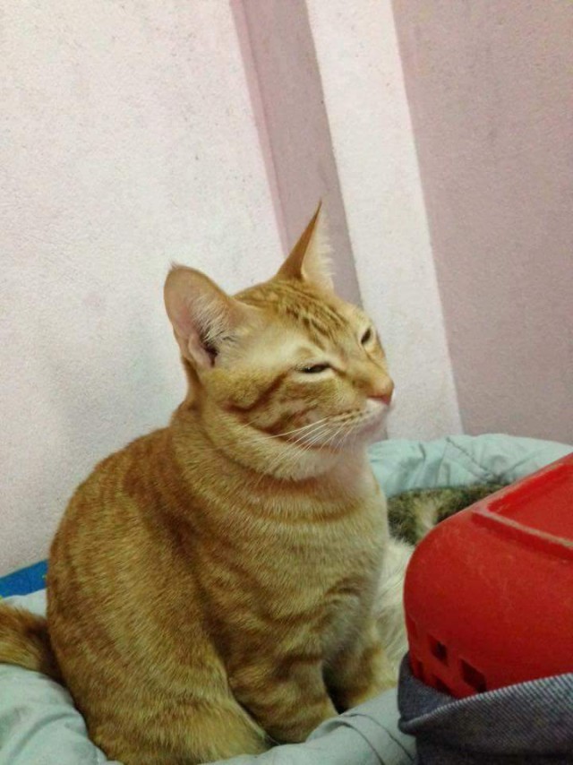 Забавные фото котеек