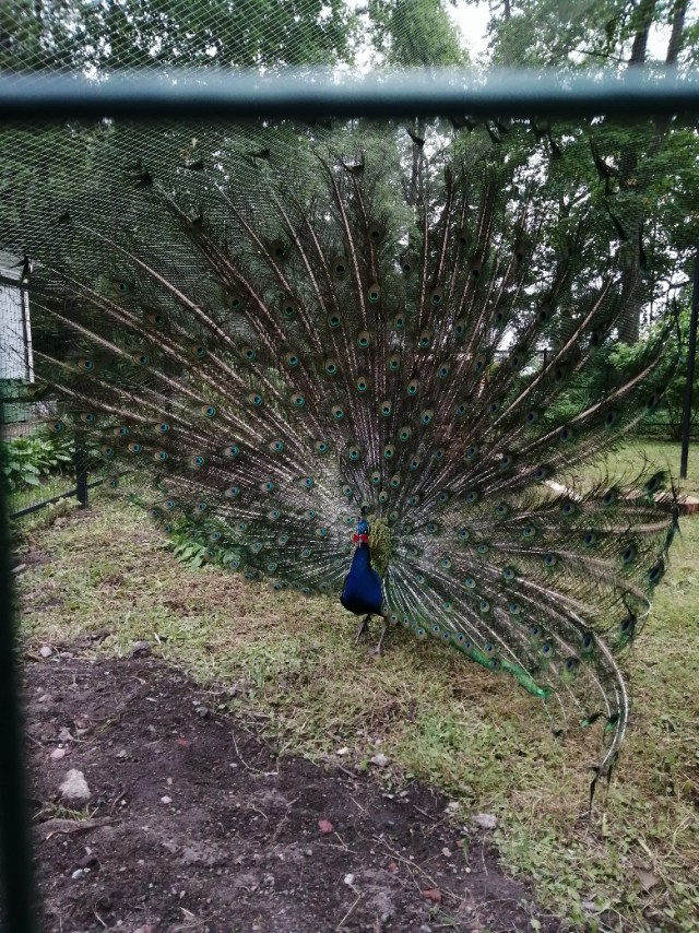 За что мужчины так ненавидят РСП - разведенных женщин с детьми?