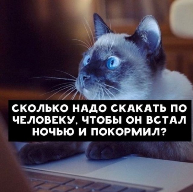 Что ищут кошки в интернете
