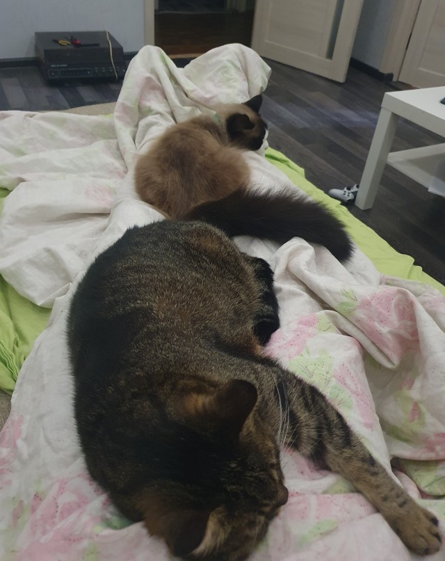 В постели с котом