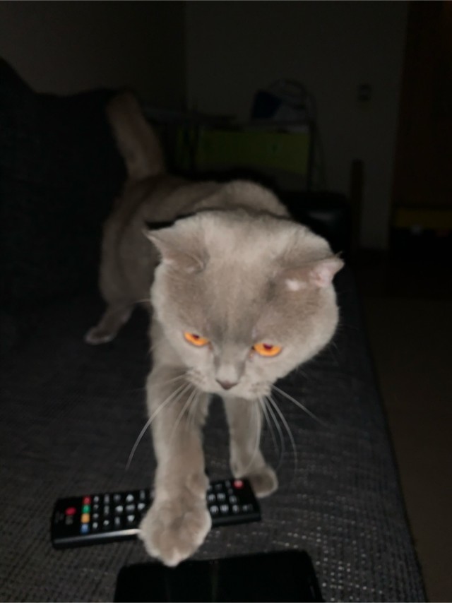 Котовторнику быть!