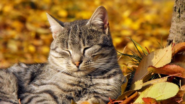 Разные котики