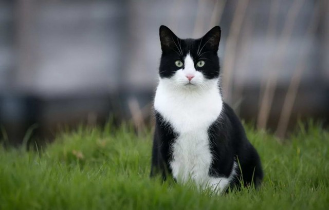 Разные котики