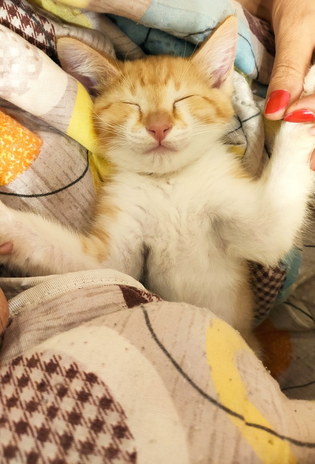 Мой самый первый КОТовторник!