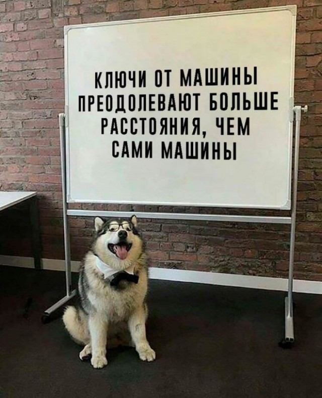 Весёлый полтишок 04.10