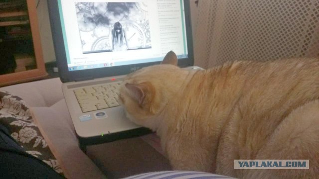 Котовторник так котовторник