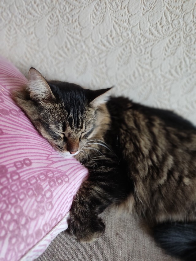 Кот Мейн-кун: царь домашних кошек!
