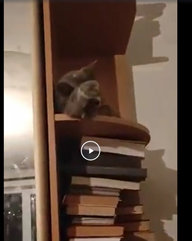 Котиков много не бывает