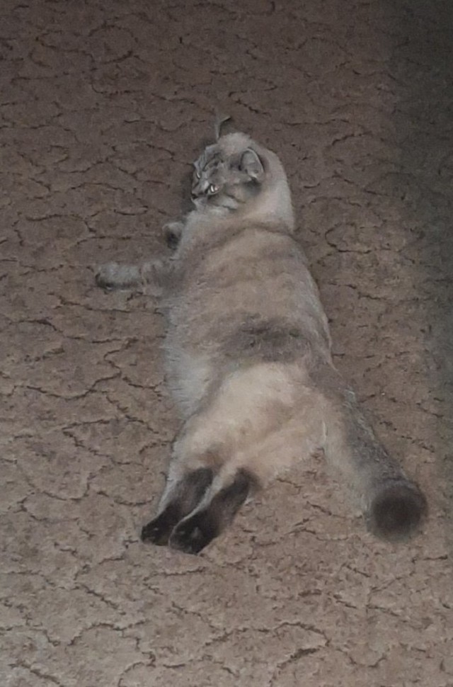 Котовторниковское