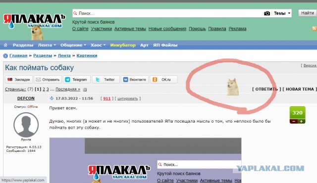 Как поймать собаку