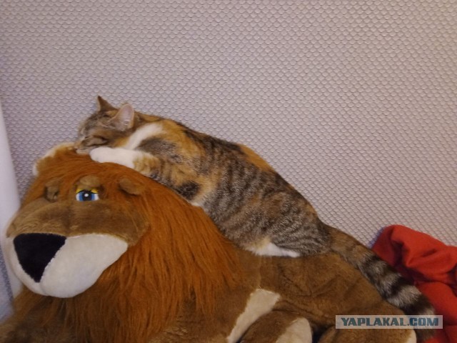 Мы в ответе за тех...