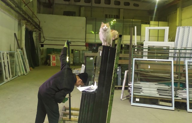 Коты ишачат на заводе