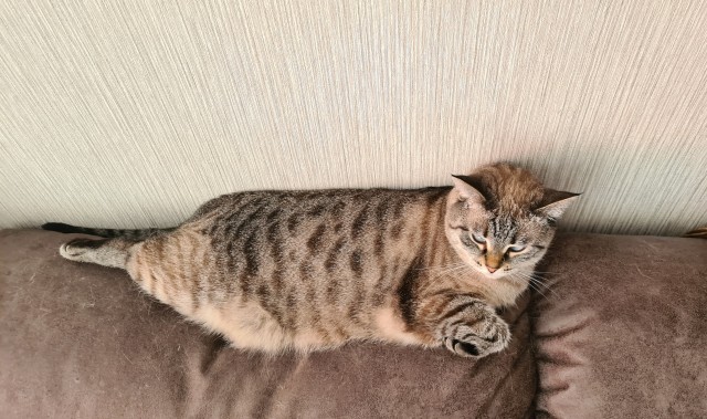 Они для нас - страница в жизни... Котовторник.