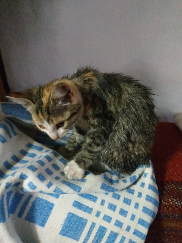 Вот такое пополнение в семье