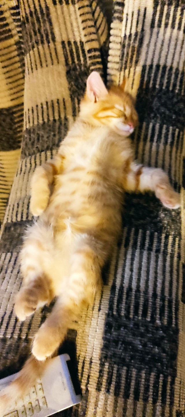 Вот появилась в моей жизни рыжая бестия