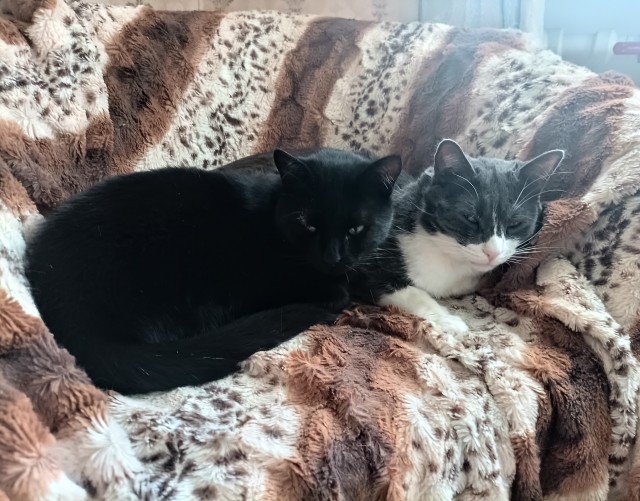 Котовторнику посвящается
