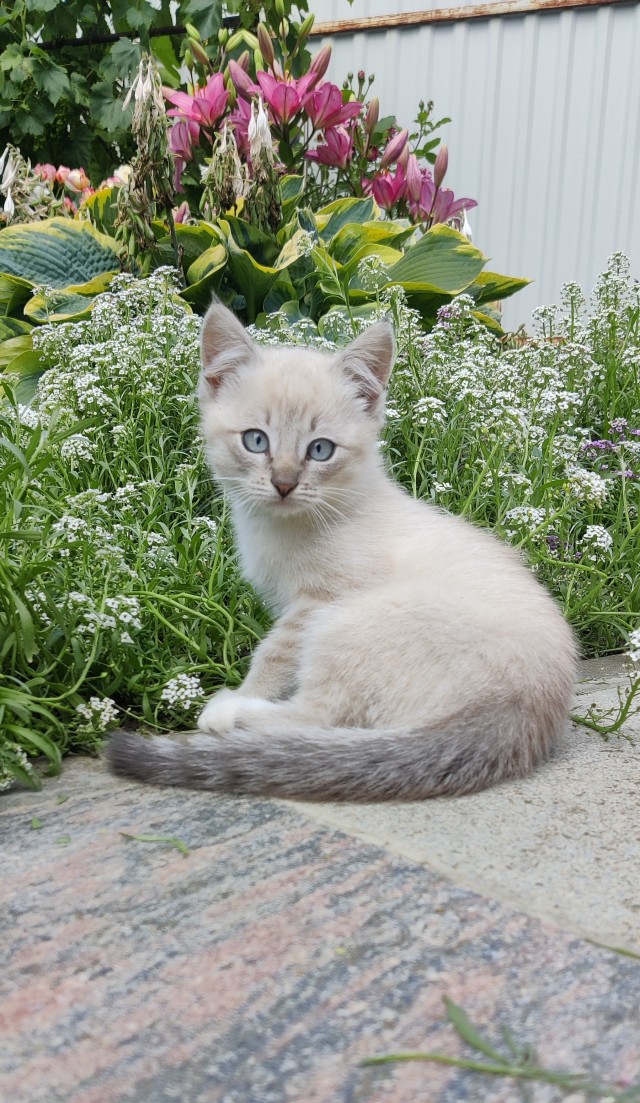 Котовторник! 16+ Коллеги-рабы, отмечаемся, у кого хозяину много лет!