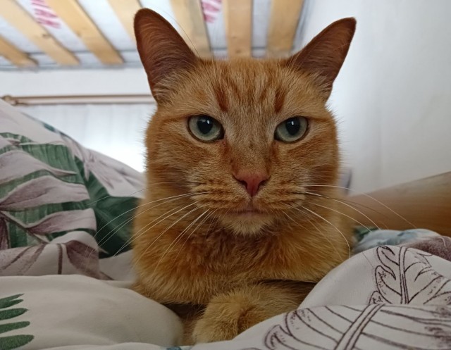 Ищу хозяина кота