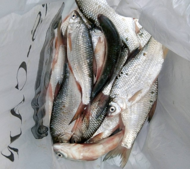 Рыбалка на Азовском море