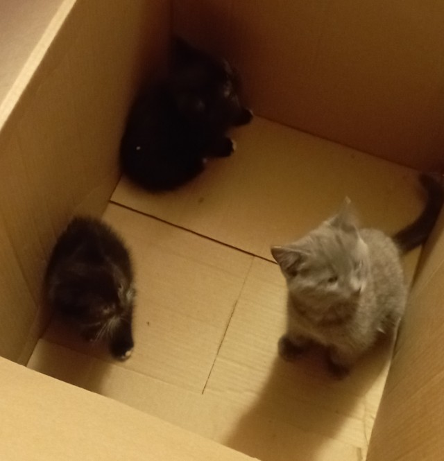 Коробка в чистом поле
