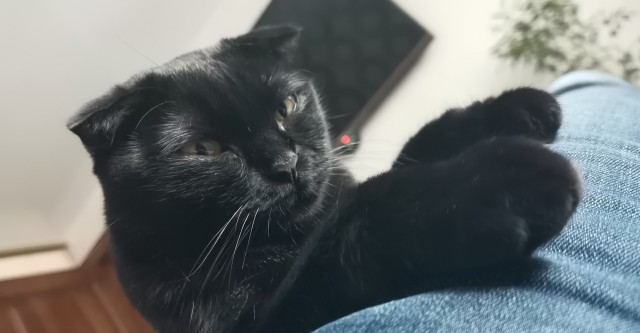Мой котяра