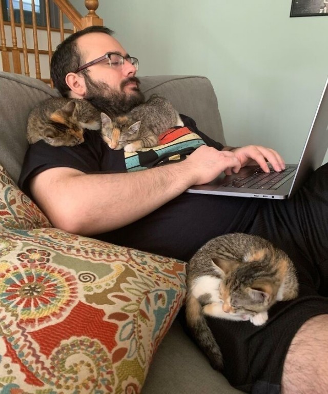 Кот дня