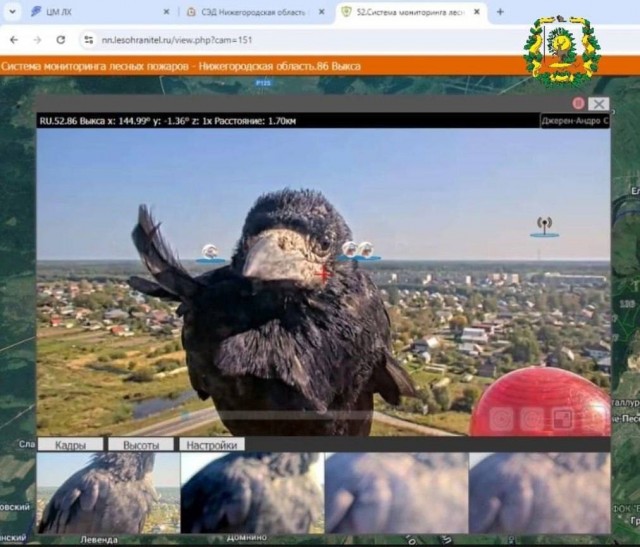 Чёрный дятел уничтожает фотоловушки в Саяно-Шушенском заповеднике